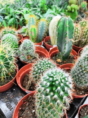 kaktüs iyi bilinen türler, Doğu-Orta Meksika endemik yaygın bir süs bitki olarak yetiştirilmiş.