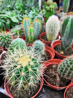 Ev penceresi Sill farklı şekil ve boyutu kaktüsler Lots. Cacti çok kötü Feng Shui bitkiler denilen olduğuna inanılmaktadır, çünkü dikenli enerji kavramı