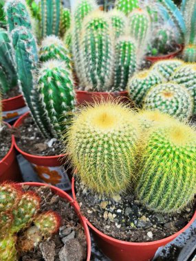 Çok sayıda kaktüs. Farklı şekiller ve renkler Cacti.