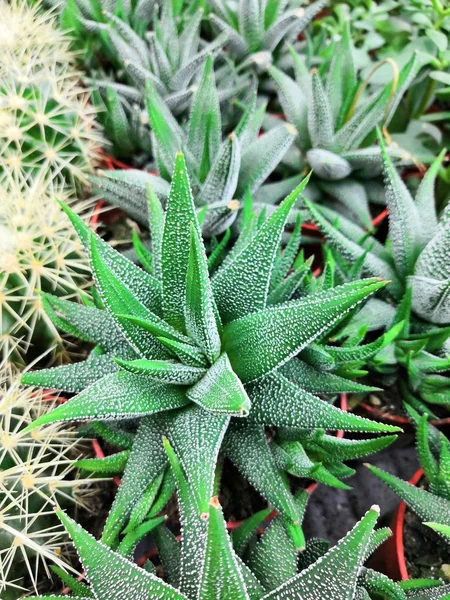 Gartencenter und Großhandelskonzept. viele verschiedene Kakteen in Blumentöpfen in Blumen lagern in den Regalen von Einkaufswagen. Verkauf von Topfkakteen und Sukkulenten — Stockfoto