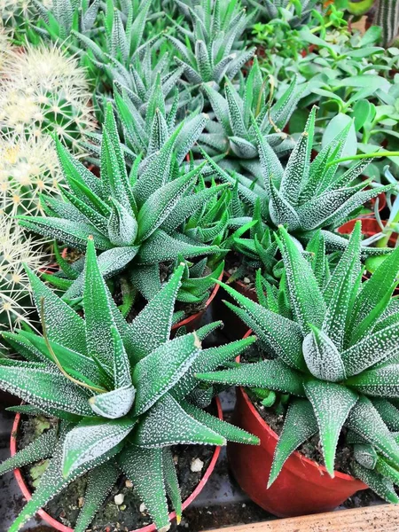 Gartencenter und Großhandelskonzept. viele verschiedene Kakteen in Blumentöpfen in Blumen lagern in den Regalen von Einkaufswagen. Verkauf von Topfkakteen und Sukkulenten — Stockfoto