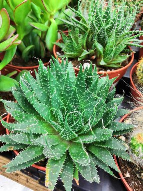 Farklı tencere çeşitli kaktüs ve etli bitki topluluğu.