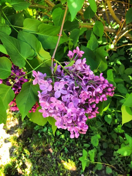 Cabang indah mekar ungu pada latar belakang daun hijau pada hari yang cerah . — Stok Foto