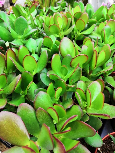 Trädgårdscenter och grossistleverantör koncept. Många olika kaktusar i blomkrukor i blommor lagra på hyllorna i vagnen. Mycket kruk växt små kaktus och saftiga växter försäljning — Stockfoto