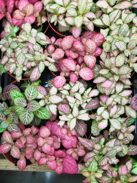 Fittonia. Flores de colores en fittonia en el jardín. Cerca de hojas de patrón verde y rojo . — Foto de Stock