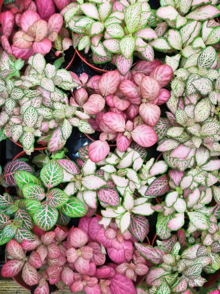 Ярко-зеленые с красными венами цветы экзотических растений фиттонии — стоковое фото