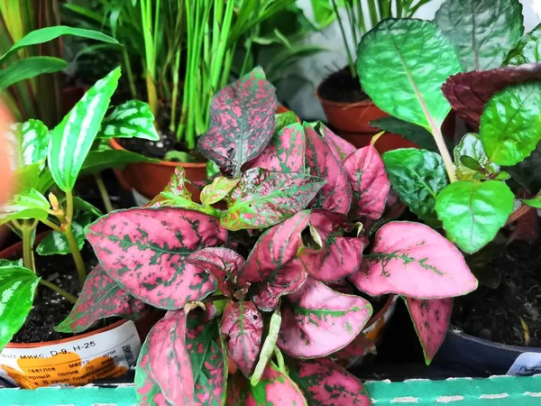 Helder groen met rode aderen bloemen van exotische plant fittonia — Stockfoto