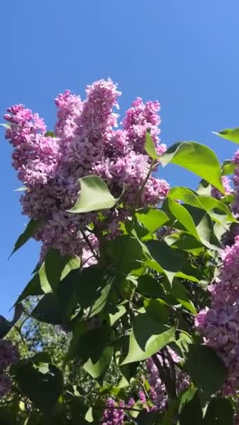 Belo ramo de lilás florescente em um fundo de folhas verdes em um dia ensolarado . — Vídeo de Stock
