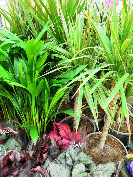 Knop Fern en Little Lady Palm in pot — Stockfoto