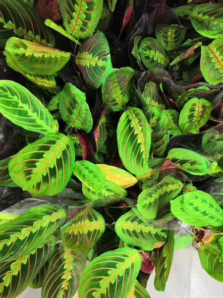 Arrowrot. Palmer som växter med ovala blad — Stockfoto