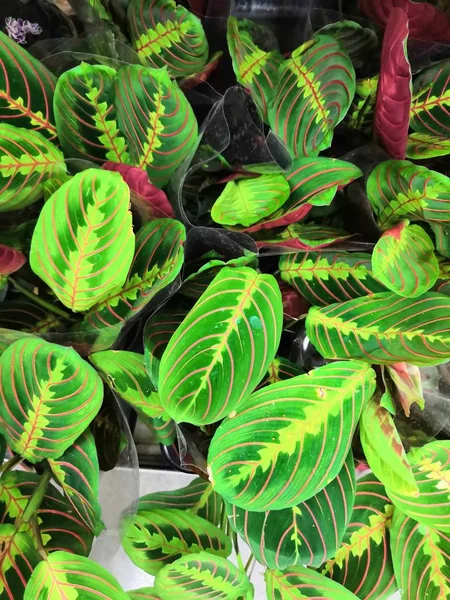 Maranta. palmy jak rośliny z owalnymi liśćmi — Zdjęcie stockowe