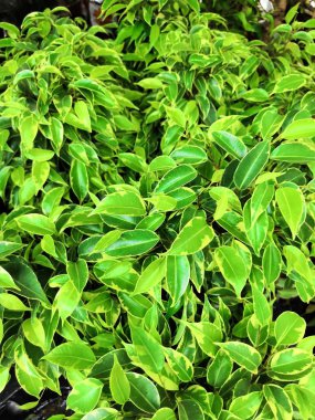 Bitki ve ağaç alüminyum pot, tasarım ve dekorasyon için bitki ve ağaç iç kova ile küçük sera-soyut arka plan.