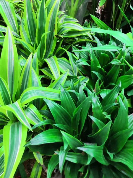 Planta de casa comum no sudeste da Ásia, facilmente cultivada em panelas Folha de Pandan aka Pandanus Palm Usado como aroma perfumado na preparação de alimentos, culinária, cozinhar, assar, sobremesa e muitos mais usos — Fotografia de Stock