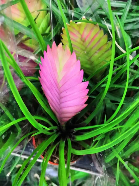 Pembe Quill Bitkisi, Tillandsia siyanesi, Tillandsia lindenii.