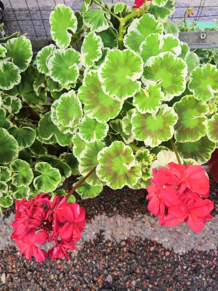 Neon merah pelargonium geranium bunga dalam fokus selektif — Stok Foto