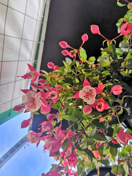 white-pink Bell Flowers Fuchsia Flower. Plants Hanging Fuchsia Flowers. Beautiful fuchsia magellanica flower