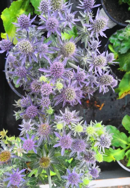 Gyógyító fűszernövények. Eryngium planum. A Blue Sea, lila holly egészségügyi virágok. — Stock Fotó