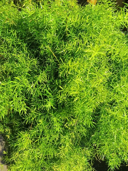 Grünes Blatt der Federfarnpflanze. Spargel-Spargel — Stockfoto