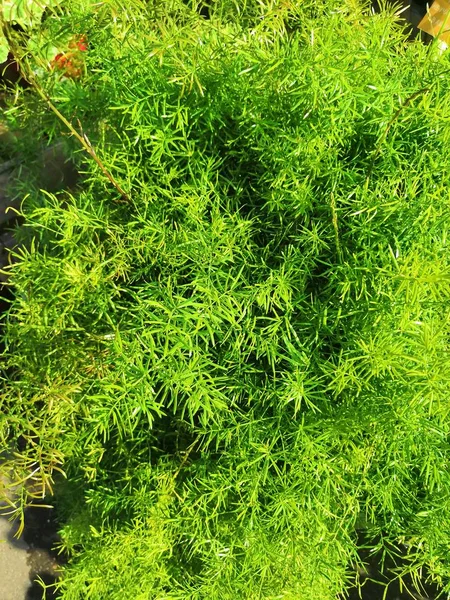 Grünes Blatt der Federfarnpflanze. Spargel-Spargel — Stockfoto
