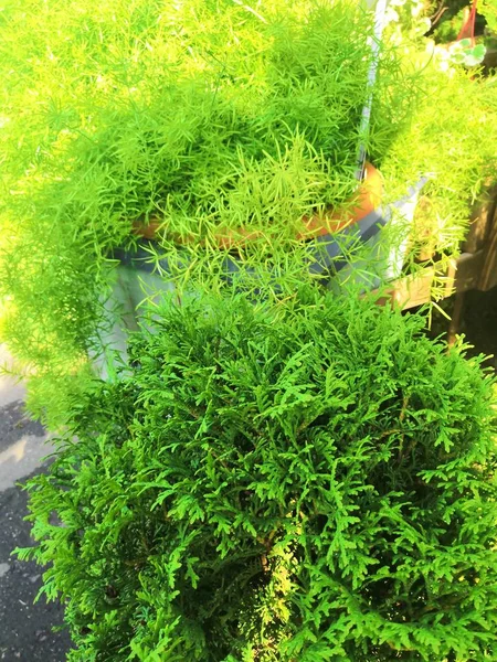 Zypressenzweig mit großen grünen Schuppen in der Nähe. natürliche florale Thuja-Textur — Stockfoto