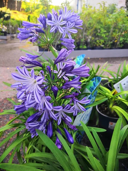 Camassia leichtlinii caerulea virágok a Garten. Virágzás Camassia — Stock Fotó