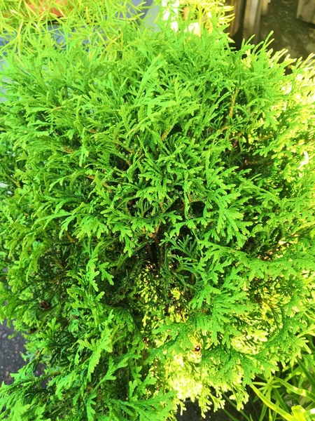 Zypressenzweig mit großen grünen Schuppen in der Nähe. natürliche florale Thuja-Textur — Stockfoto