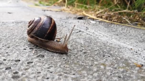 Caracol está cruzando la calle. — Vídeos de Stock