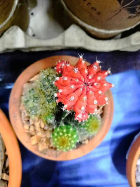 Few balls cactus in a cooled indoor garden. Cactus spiky succulent green plants