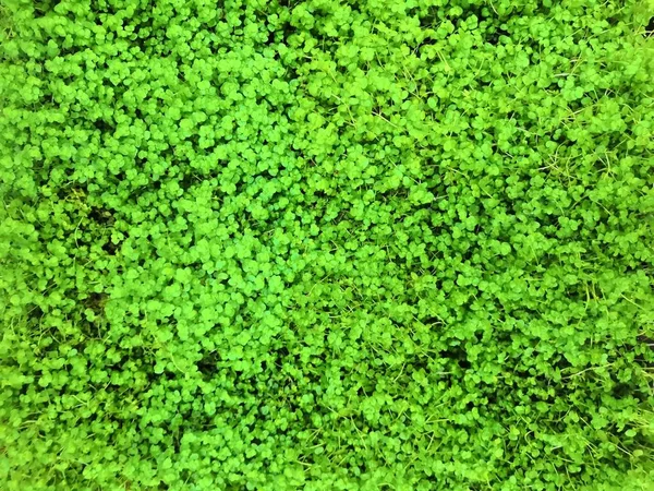 Soleyroliya-piekna ziele bylina z malymi listowiem na dlugich listowiach. Soleirolia soleirolii zielone rośliny w doniczce sprzedaży w sklepie. — Zdjęcie stockowe