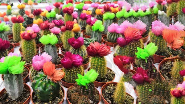 Ein paar Kugeln Kaktus in einem gekühlten Innenhof Garten. Kaktus stachelige saftige grüne Pflanzen — Stockfoto