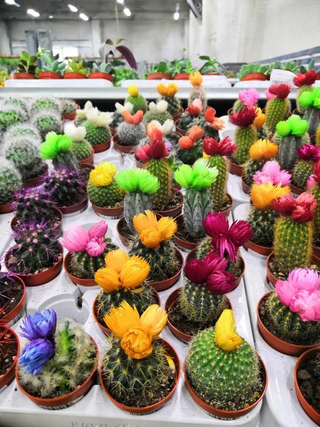 Few balls cactus in a cooled indoor garden. Cactus spiky succulent green plants