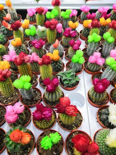 Few balls cactus in a cooled indoor garden. Cactus spiky succulent green plants