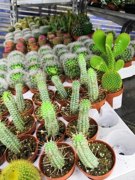 Kaktus, Sukulente, Sukkulente, Kaktus, viele Kakteen — Stockfoto