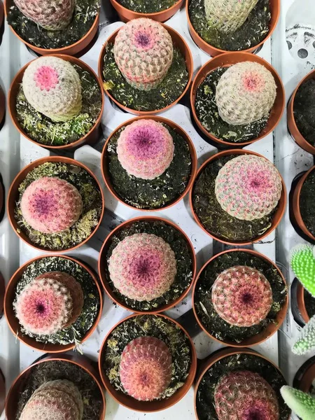 Trädgårdscenter och grossistleverantör koncept. Många olika kaktusar i blomkrukor i blommor lagra på hyllorna i vagn. — Stockfoto