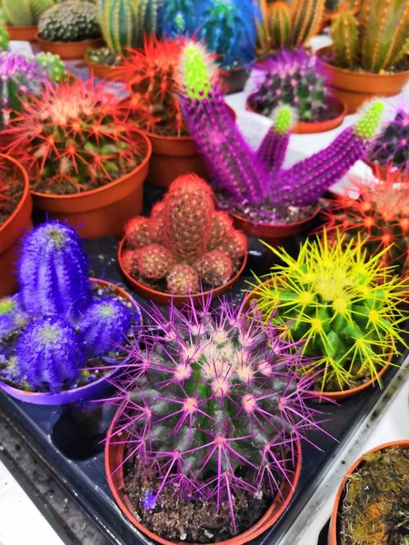 Kaktus, sukulent, saftig, farbenfroher Kaktus, viele Kakteen — Stockfoto