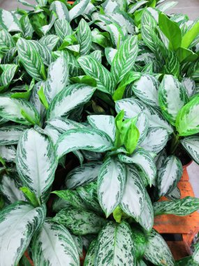 Doku Arkaplanı Olarak Aglaonema Bitkilerinin Beyaz Yeşil Yaprakları