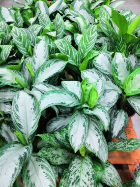 White Green Leaves of Aglaonema Plants as Texture Background clipart
