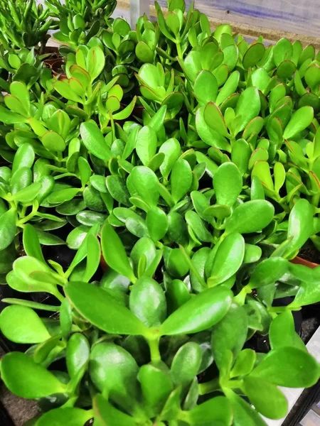 Dollár növény Crassula ovata néven is ismert jáde növény vagy pénzfa. Elszigetelt fehér háttér felett. — Stock Fotó