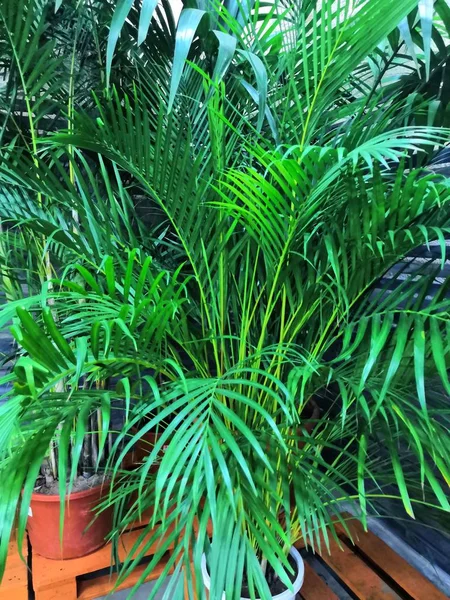 Tropische Palm bladeren in de tuin, groene bladeren van tropisch woud plant voor natuur patroon en achtergrond — Stockfoto