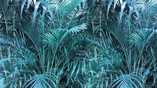 Hojas de palma tropical en el jardín, hojas verdes de la planta del bosque tropical para el patrón de la naturaleza y el fondo —  Fotos de Stock