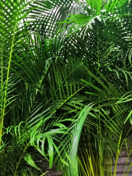 정원에서 열 대 야 자 나뭇잎, 녹색 자연 패턴 및 배경에 대 한 열 대 숲 식물의 잎 — 스톡 사진