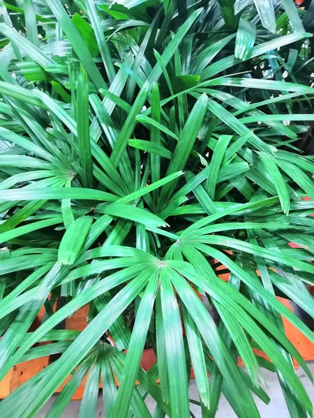 Tropische Palm bladeren in de tuin, groene bladeren van tropisch woud plant voor natuur patroon en achtergrond — Stockfoto