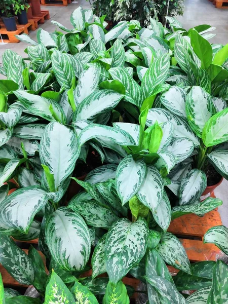 White Green Leaves of Aglaonema Plants as Texture Background — стокове фото