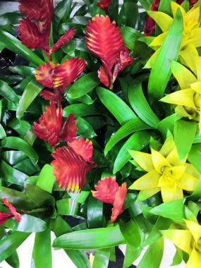 Vriesea carinata, Vriesia veya Ateş Kılıcı görkemli çiçekleri olan güzel bir bitkidir.