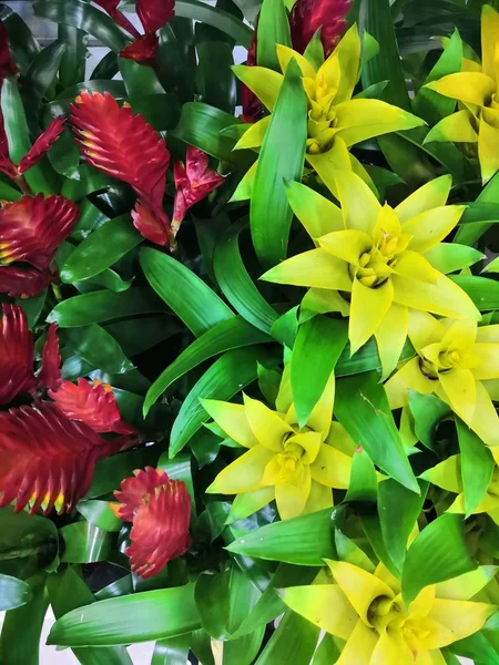 Vriesea carinata, Vriesia atau Pedang Api adalah tanaman yang indah dengan bunga yang mengesankan — Stok Foto