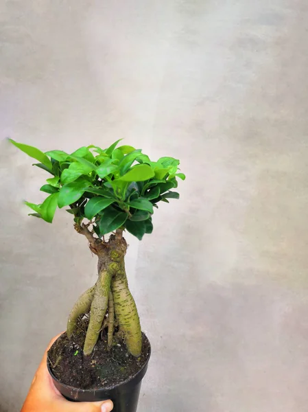 Bonsai üvegház központ. sorok kis fákkal — Stock Fotó