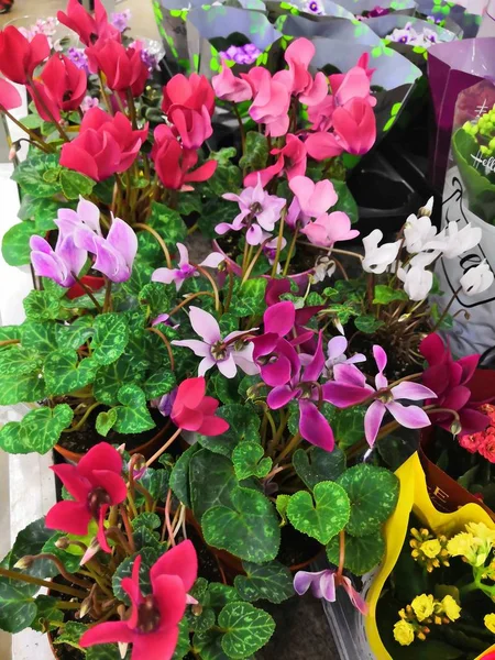 Banyak bunga berwarna-warni di pasar bunga . — Stok Foto