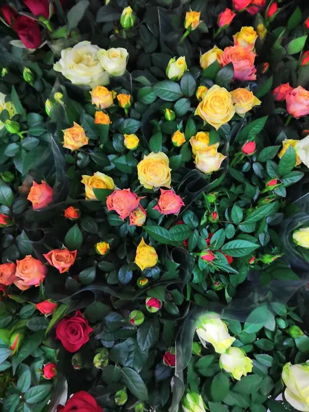 Прекрасные красные лазающие розы. Декоративные красные розы заполнены картиной. Буш красивые восхождения маленькие розы с зелеными листьями . — стоковое фото