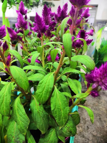 Celosia adalah genus kecil tanaman yang dapat dimakan dan ornamental dalam keluarga amaranth — Stok Foto