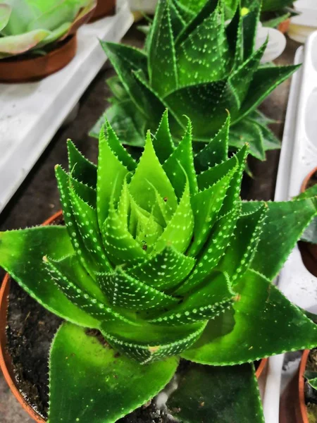 Haworthia fasciata - суккуленты в семье Haworthia, изолированные на белом фоне. — стоковое фото